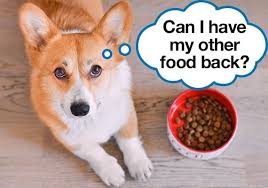 We did not find results for: 23 Tricks To Get A Picky Dog To Eat His Food Every Last Bit
