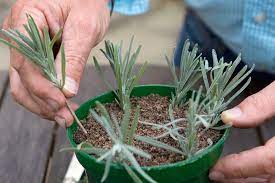 Water gently, then cover with a plastic bag to make a mini greenhouse that will retain moisture and humidity. How To Take Lavender Cuttings Bbc Gardeners World Magazine