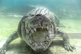 Bird Cleaning Crocodile Teeth Video Maximo Giant Australian Sea Crocodile At St Augustine Alligator Farm Saltwater Crocodile Sea Crocodile Australian Saltwater Crocodile