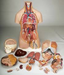 See more ideas about anatomy, anatomy reference, anatomy for artists. Anatomy Model Human Dual Sex Torso In 20 Parts