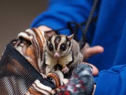 How To Introduce Sugar Gliders - Youtube