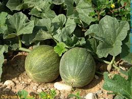 Image result for Cucumis melo