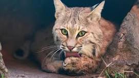 Animal Spotlight Hour: Bobcats