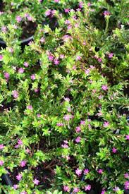 Image result for Cuphea hyssopifolia