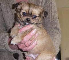 They, on the other hand, are known for their courage, yet still, make for sweet affectionate dogs that also love being the center of attention. Chihuahua Shih Tzu Mix Puppy For Sale Petswithlove Us