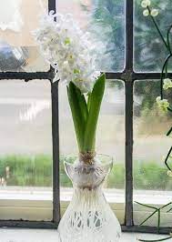 White Hyacinth Forcing Kit Clear Glass Vase W White Hyacinth Bulb Great Gift In 2021 Bulb Flowers White Hyacinth Plants