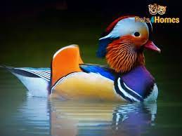 Each seller includes information on the ducks that laid the eggs and specifics as to the date range in which you. Mandarin Ducks Pair Bruton Somerset Pets4homes