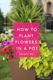 While the flowers are still in a plastic pot, water them heavily to drench the soil. Tutorial How To Plant Flowers In A Pot Life On Virginia Street