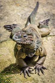 Rhino Iguana Oc 3456x5184 Imgur Reptiles And Amphibians Iguana Amphibians