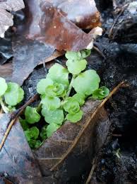Image result for Chrysosplenium americanum