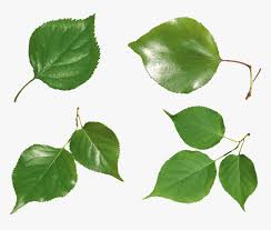 A few years back, the seeds of the plant had gained much popularity for their health. Green Leaves Png Image Transparent Background Rose Leaf Png Png Download Kindpng