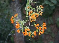 Image result for Distephanus divaricatus