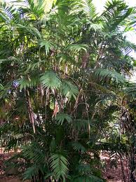 Image result for Chamaeclitandra henriquesiana