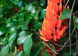 Image result for Strongylodon macrobotrys