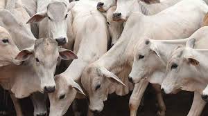 Mal da vaca louca é o nome popular dado à encefalopatia espongiforme bovina (ou bse, na sigla em inglês). Mal Da Vaca Louca Leva A Suspensao Da Exportacao De Carne Para A China