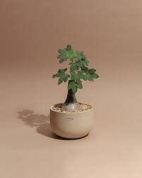 Image result for Adenia glauca