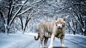 Tiger wallpapers, backgrounds, images 1920x1080— best tiger desktop wallpaper sort wallpapers by: White Tiger Wallpaper Full Hd Photo Tiger 1280x800 Download Hd Wallpaper Wallpapertip