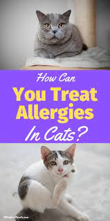 Does My Cat Have Allergies And What Are The Signs In 2021 Cat Health Problems Cat Skin Problems Cat Allergies