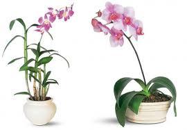 plants এর চিত্র ফলাফল