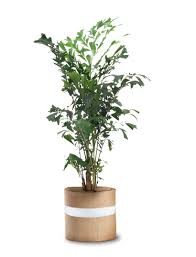Buy Fishtail Palm Trees Buy Indoor Plants Okl Buy Palms Realpalmtrees Com Buyindoorplants Buyplantsonline Buypalmtrees Buyficusplants Buyfishtailpalms