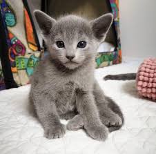 There was an error loading the page; Russian Blue Kitty Russian Blue Kittens For Sale Russian Blue Cats For Sale Russian Blue For Sale Orla Russian Blue Kittens Russian Blue Kittens For Sale