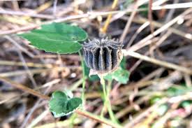 Image result for Abutilon hirtum