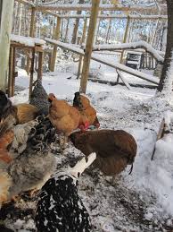 Modern cars are too big to fit in garages. Heating The Chicken Coop Why Not Tilly S Nest