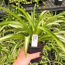 Image result for Chlorophytum comosum