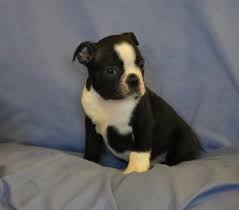 Cute 9 week old boston terrier puppy for adoption. Boston Terrier Puppies Pets And Animals For Sale Virginia