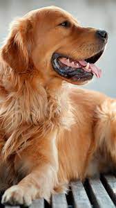 Golden Retriever Dog 4k Ultra Hd Mobile Wallpaper Dogs Golden Retriever Retriever Golden Retriever