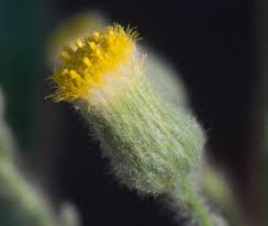 Image result for Laggera elatior