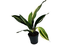 Image result for Kořenokvětka Aspidistra