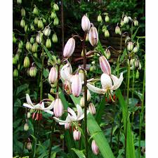 Image result for Lilium martagon Alba