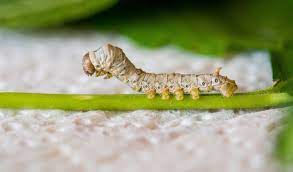 You can earn quite a bit of money teaching business english to adults: 20 Insect Names In Hindi And English Owlcation