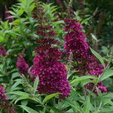 Funky Fuchsia Butterfly Bush Butterfly Bush Fuchsia Butterflies Plants