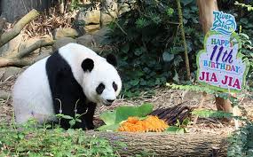 Taman safari, bogor, west java, indonesia; Longevity Noodles For Kai Kai And Jia Jia As The Panda Pair Celebrate Their Birthdays Little Day Out