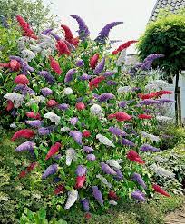 Buddleia Butterfly Bush Mixed Trees And Shrubs From Bakker Spalding Garden Company Syrenbuddleja Blomstertradgard Fjaril Tradgard