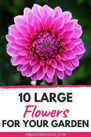 Ten pairs of florists, sculptors and garden designers face off in a friendly floral fight to see who can build the biggest, boldest garden sculptures. 10 Beautiful Large Flowers For Your Garden Large Flowers Big Indoor Plants Planting Flowers
