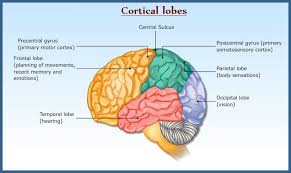 Image result for Parietal Lobe