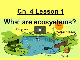 This Is Chapter 4 Lesson 1 What Are Ecosystems By David Han On Vimeo The Home For High Quality Videos And The People Who Love In 2020 Ecosystems Lesson Math Memes