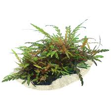 Image result for Hygrophila didynama