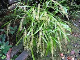 Image result for Liparis bowkeri