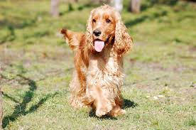 This is a community for cocker spaniel fans to come together to share photos, ask questions, offer advice, and revel in the shared spirit that only cocker spaniel owners can understand. Do Cocker Spaniels Shed Hair What You Need To Know