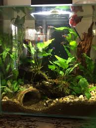 Pin By Tara Prosser On Fishes In 2020 Fresh Water Fish Tank Fish Tank Plants Betta Aquarium