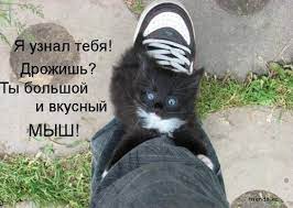 Смешные кошки » Алматинские друзья