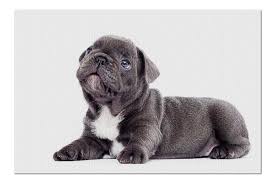 We are a family of 8 who love our frenchies like they are a part of the family. French Bulldog Puppies Near Me Under 1000