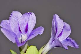 Image result for Barleria mackenii