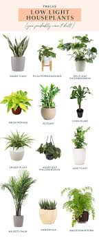 Twelve Low Light Indoor Plants You Probably Can T Kill In 2020 Low Light House Plants Indoor Plants Low Light Plant Decor Indoor