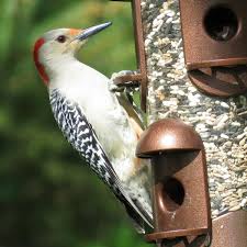 Each page is from an authentic antique dictionary dating from the late 1800s. Bird Feeders Good Or Bad For Wild Birds And The Environment Owlcation