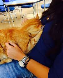 Accident insurance and travel assistance for pdi and pas. This Cat Comes To University Every Day To Help Students With Cuddles Bored Panda